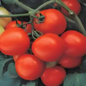 Seminte tomate Savera F1