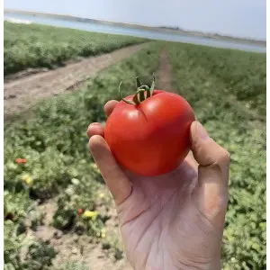Seminte tomate Asya 616 F1