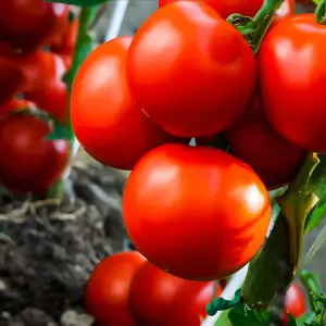 Seminte tomate Lova
