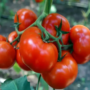 Seminte tomate Yigido F1