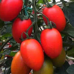 Seminte tomate Missouri