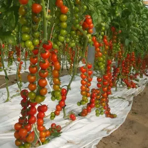 Seminte tomate Moncherry F1