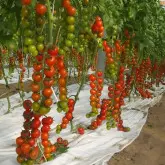Seminte tomate Moncherry F1