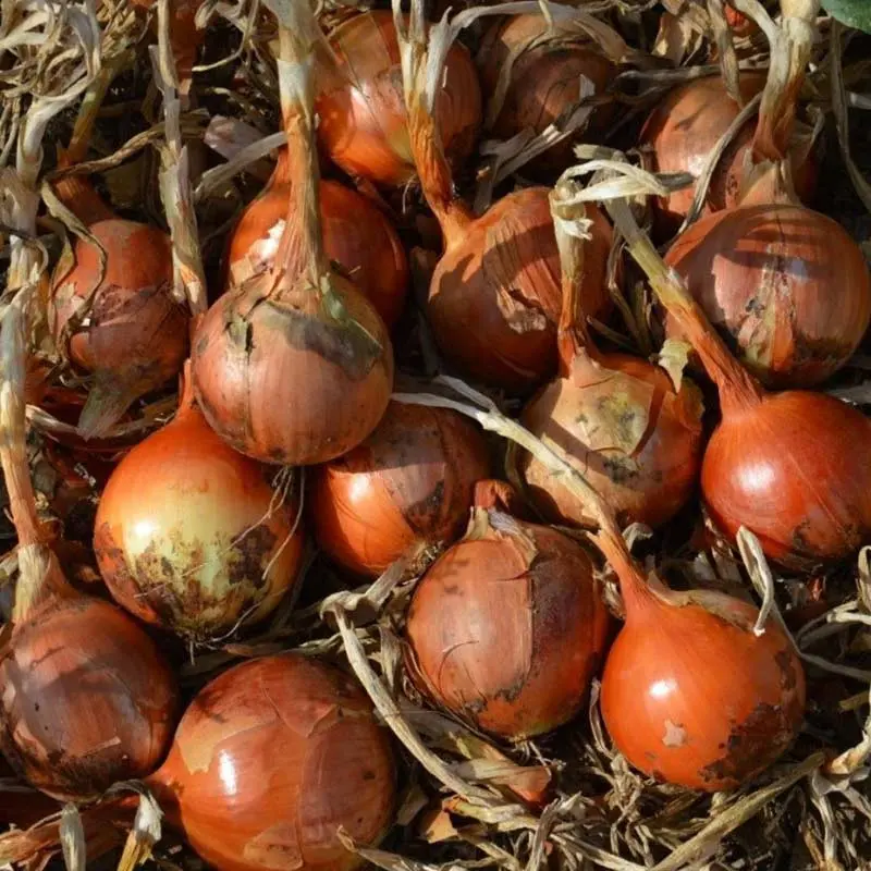 Seminte ceapa Caoba F1