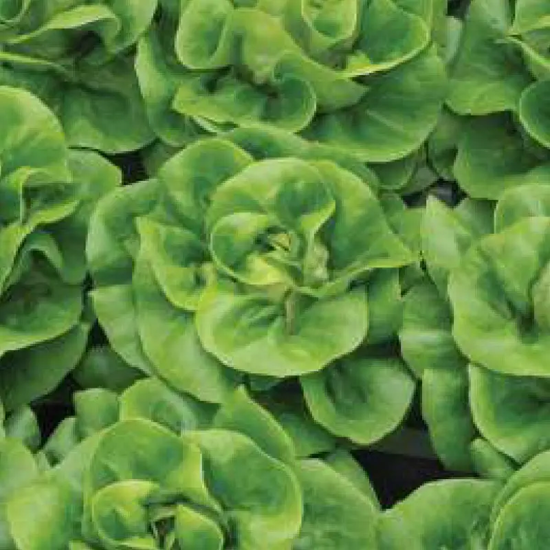 Seminte salata Geoffrey