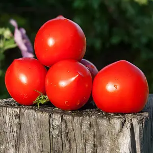 Seminte tomate Rediana F1
