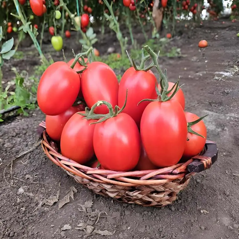 Seminte tomate Sargento F1