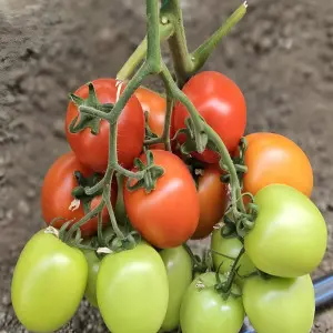 Seminte tomate Seleto F1