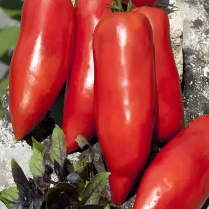 Seminte tomate Bellandine F1