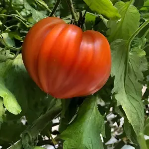 Seminte tomate Dossimo F1