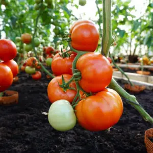 Seminte tomate Bellfort F1