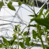 Carlig HD palisare si sustinere tomate, cu sfoara