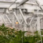 Carlig HD palisare si sustinere tomate, cu sfoara