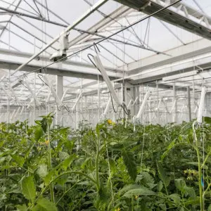 Carlig HD palisare si sustinere tomate, cu sfoara