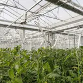 Carlig HD palisare si sustinere tomate, cu sfoara