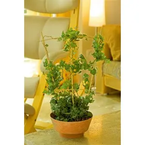 Spalier din bambus pentru plante la ghiveci