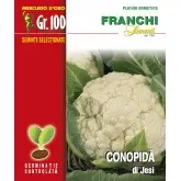 Seminte conopida Di Jesi Mercurio D’oro