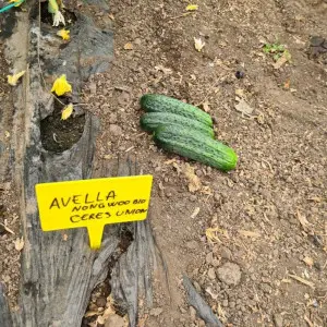 Seminte castraveti Avella F1