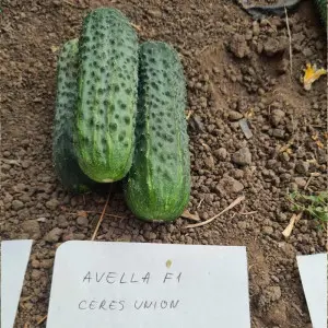 Seminte castraveti Avella F1