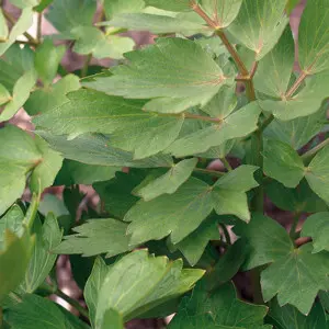 Seminte leustean Ache