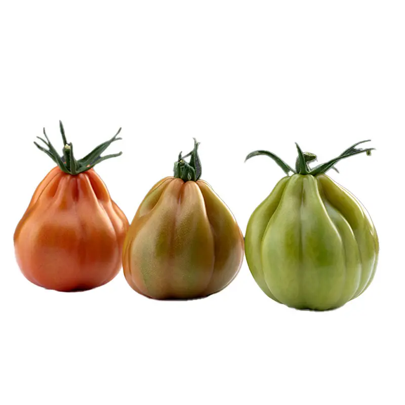 Seminte tomate Tiepolo F1