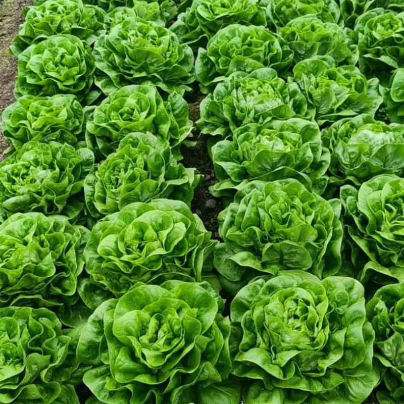 Seminte salata CRX 40006