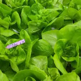 Seminte salata CRX 40006