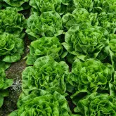 Seminte salata CRX 40006