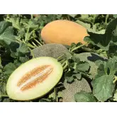 Seminte pepene galben CRX 88106 F1