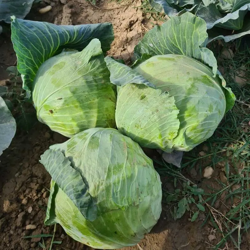 Seminte varza Cotuna F1
