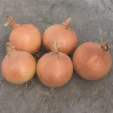 Seminte ceapa Citation F1