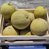 Seminte pepene galben Galma F1