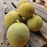 Seminte pepene galben Galma F1