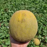 Seminte pepene galben Big Galia F1 (238MK2526 F1)