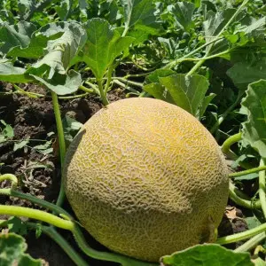 Seminte pepene galben Big Galia F1 (238MK2526 F1)