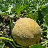 Seminte pepene galben Big Galia F1 (238MK2526 F1)