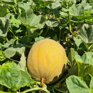 Seminte pepene galben Big Galia F1 (238MK2526 F1)