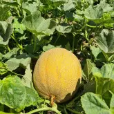 Seminte pepene galben Big Galia F1 (238MK2526 F1)