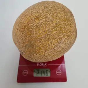 Seminte pepene galben Big Galia F1 (238MK2526 F1)