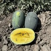 Seminte pepene verde Sugar Yellow F1