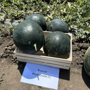 Seminte pepene verde Black Castle F1