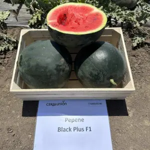 Seminte pepene verde Black Plus F1