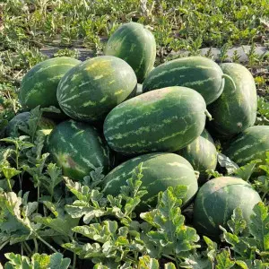 Seminte pepene verde Sweet Rock 9592 F1