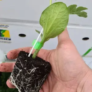Seminte portaltoi Shintosa F1