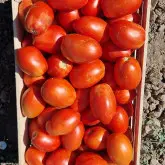 Seminte tomate Tyrant F1
