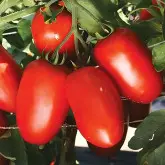 Seminte tomate Tyrant F1