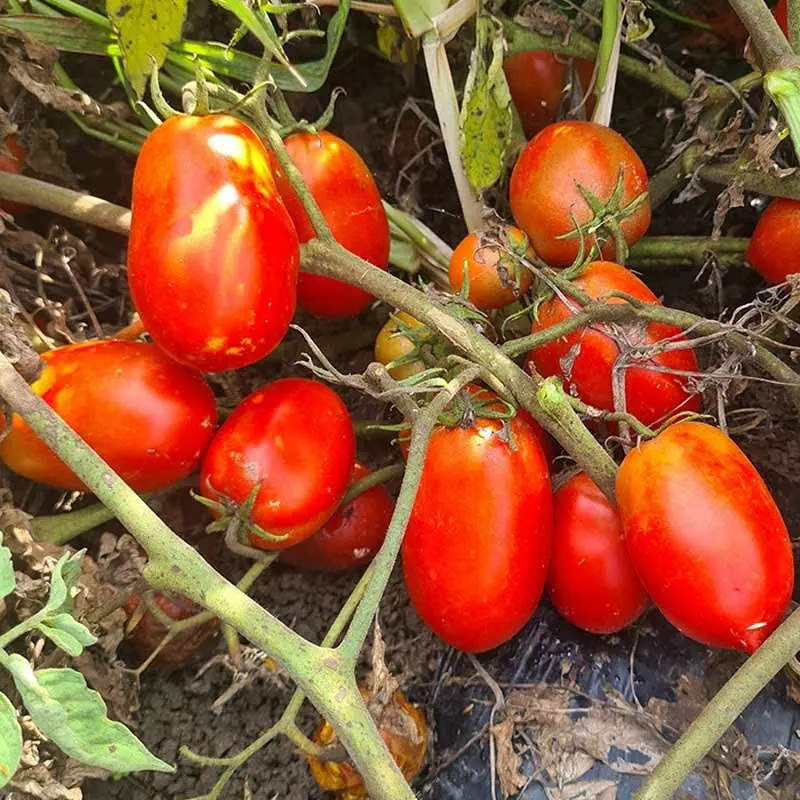 Seminte tomate Tyrant F1