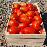 Seminte tomate Tyrant F1