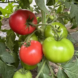 Seminte tomate Good pink F1