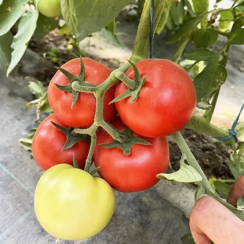 Seminte tomate Lisa F1